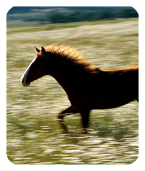 DF35-340 Gone Riding